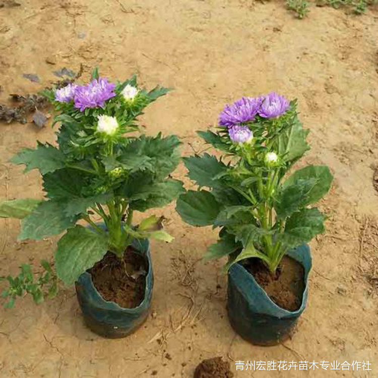 翠菊苗批发价格 翠菊供应商