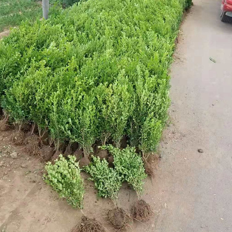 小叶黄杨种植基地 小叶黄杨苗批发