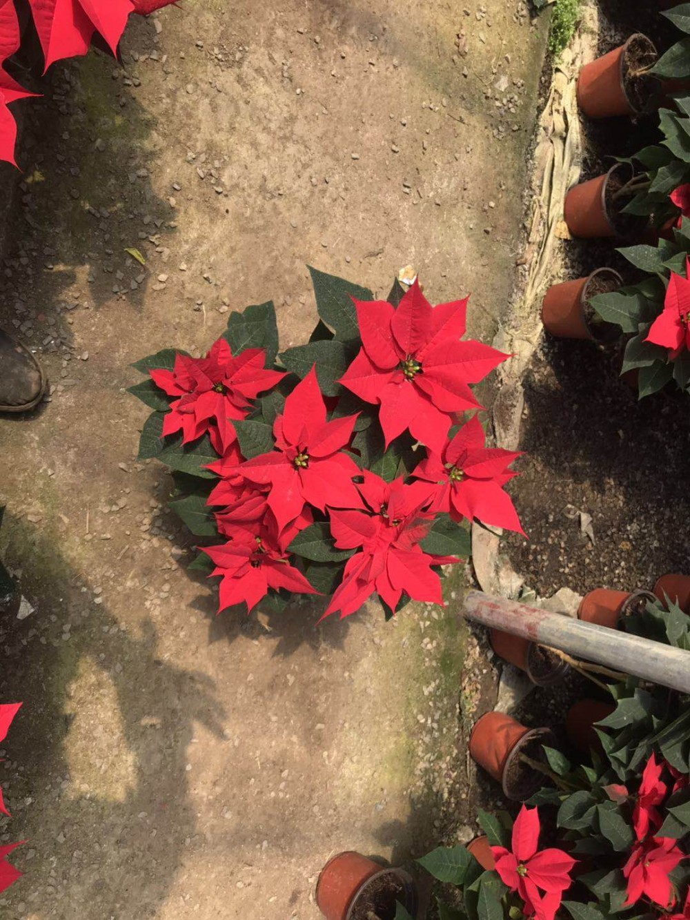 一品红种植基地 一品红价格 青州华硕花卉