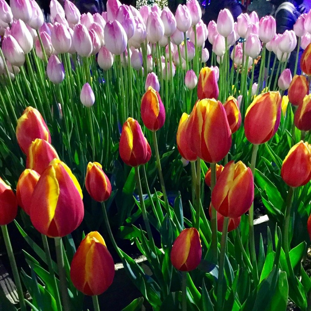 郁金香价格优惠   大量销售  华硕花卉