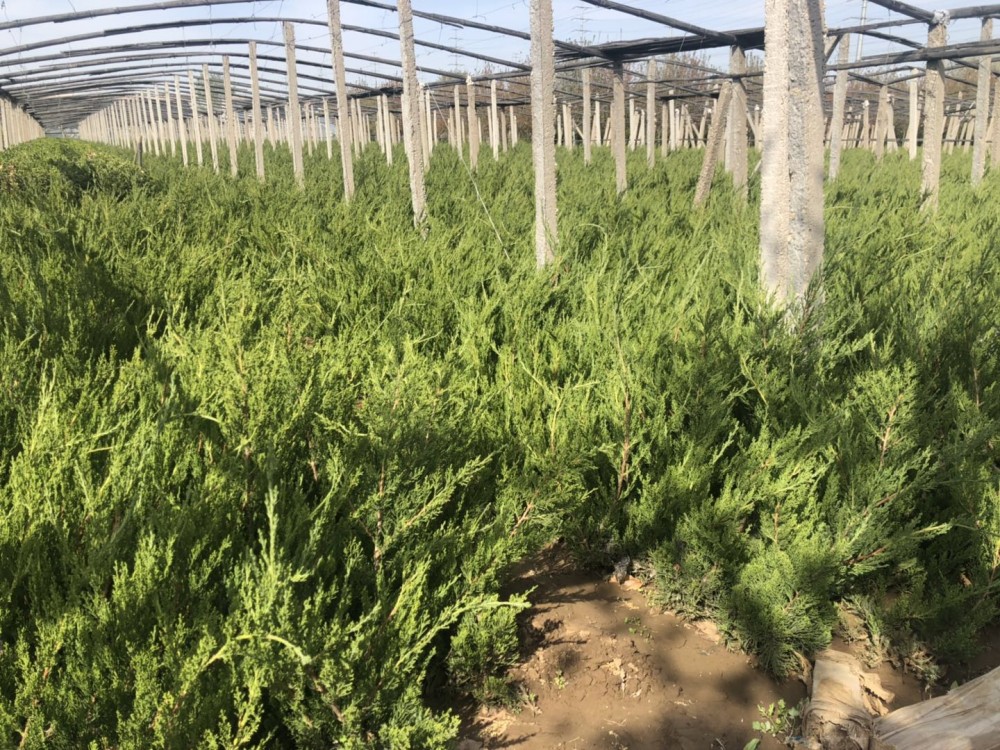 小龙柏大量出售