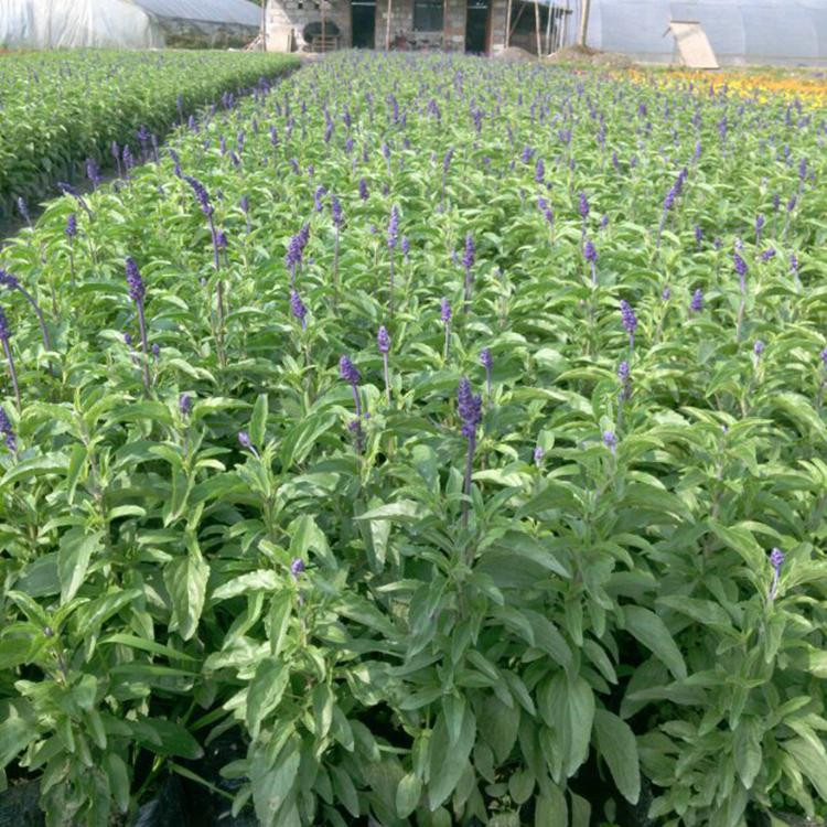 山东鼠尾草供应  鼠尾草培育基地  鼠尾草报价  量大从优