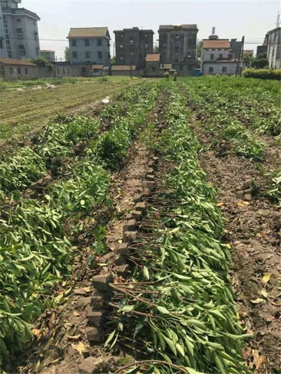 欢迎咨询华硕花卉  冬青报价  大量出售