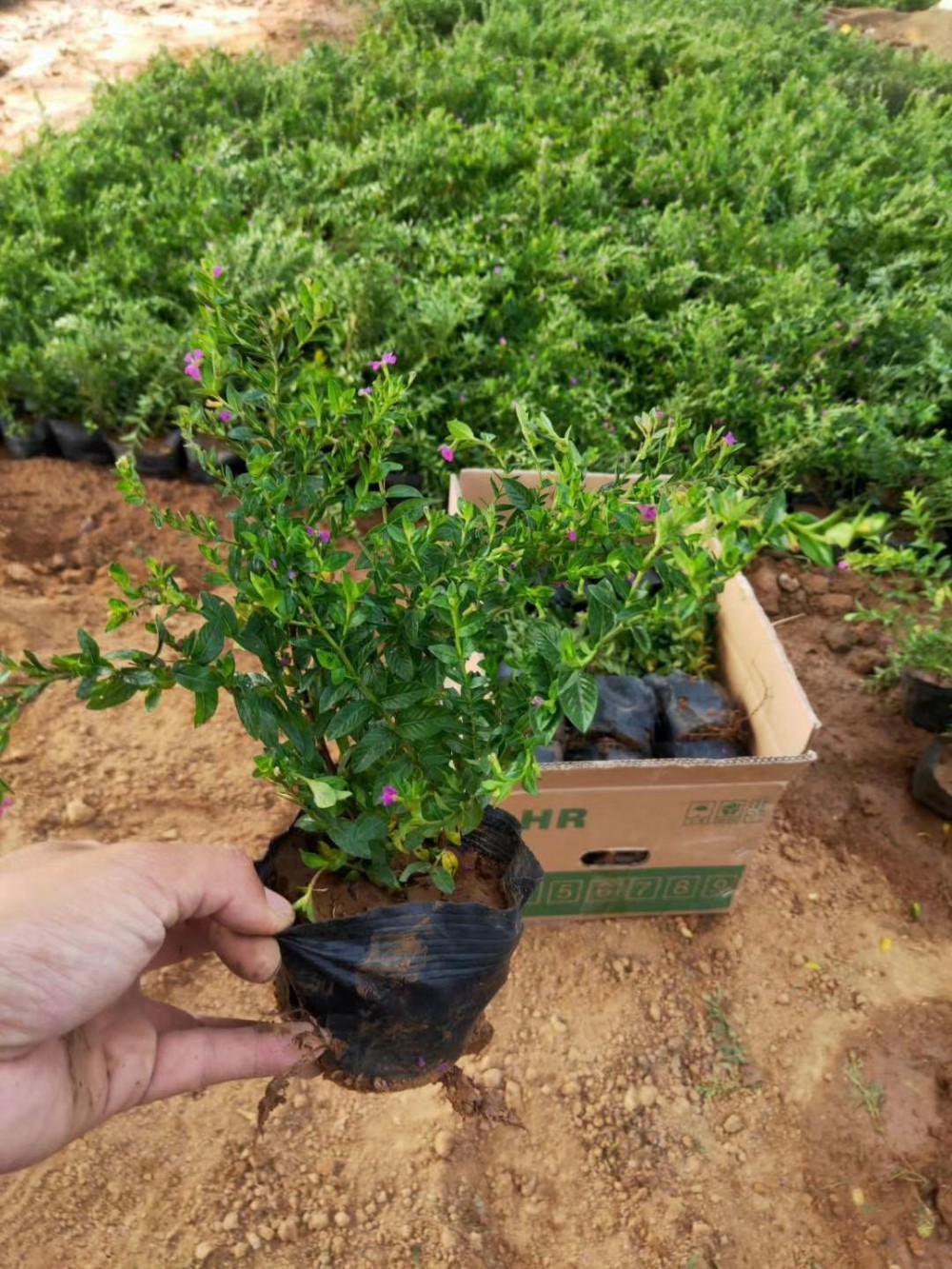 满天星批发报价   观花绿植满天星  满天星种植基地