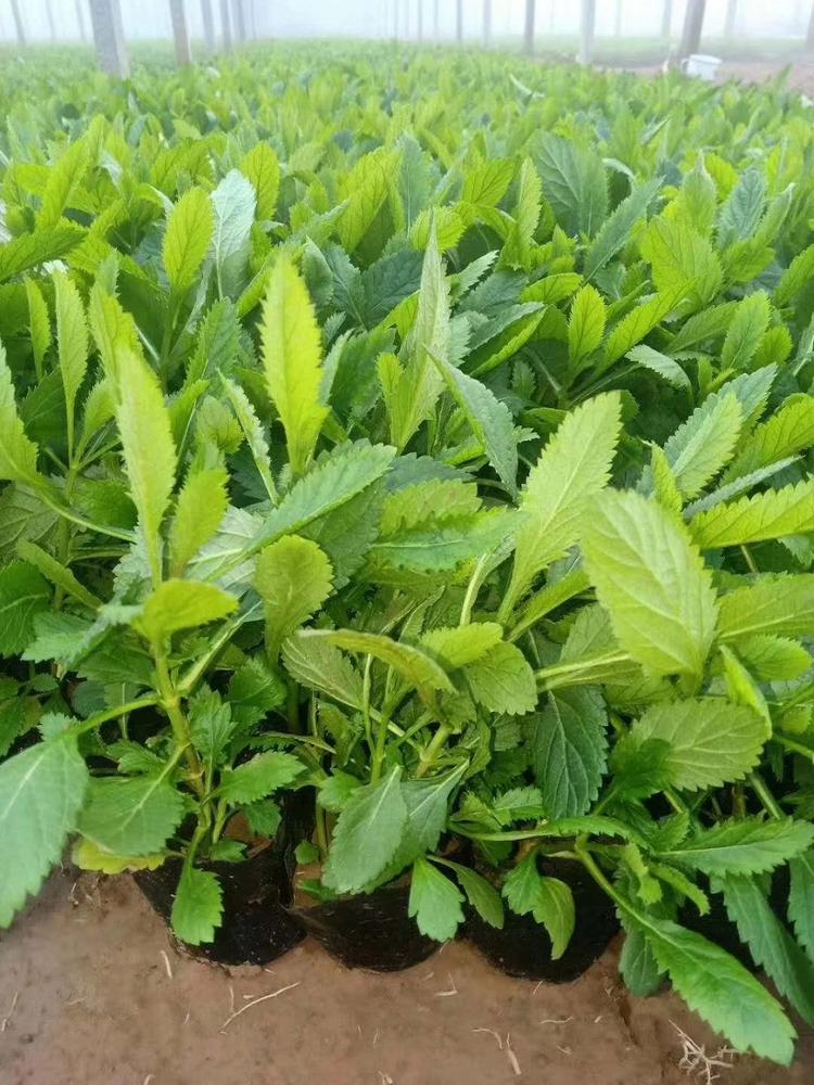 马鞭草小苗 马鞭草价格  马鞭草种植基地