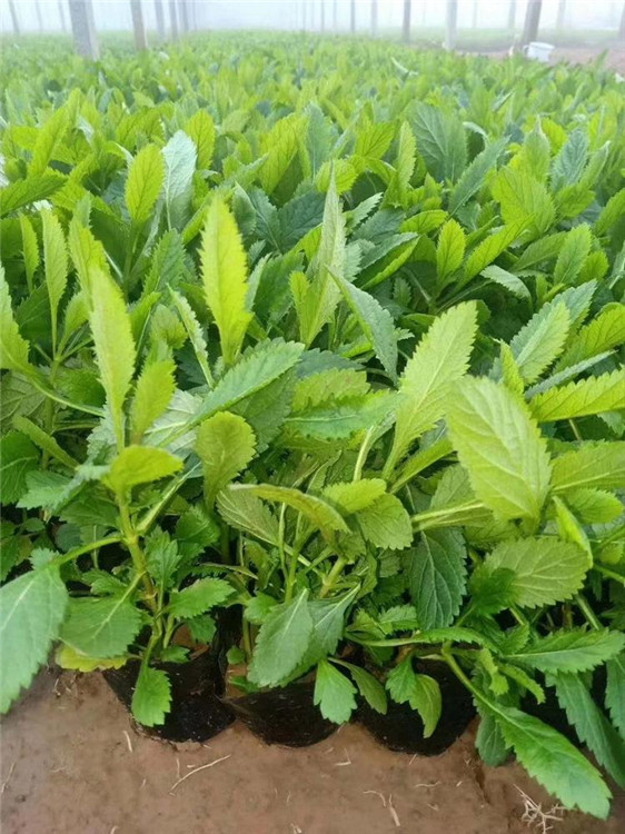 柳叶马鞭草  马鞭草价格  马鞭草小苗 华硕花卉苗木