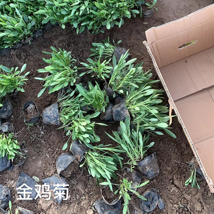 金鸡菊