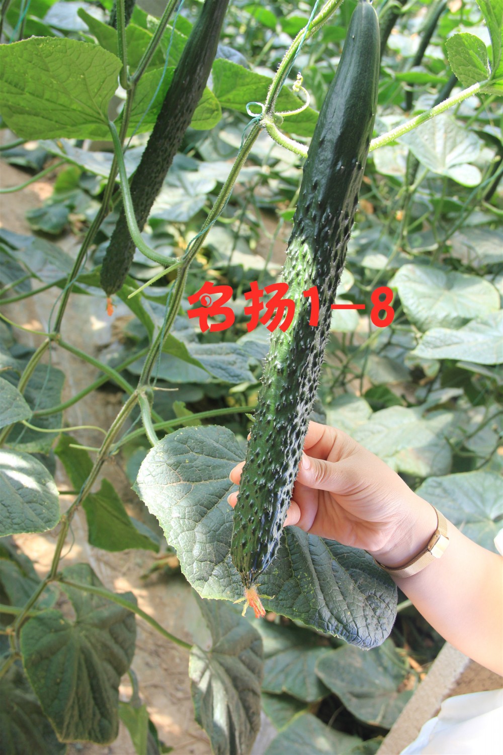 嫁接 黄瓜种子  “ 名扬 1-8  ” 越夏 耐热 好品质    强 雌  油亮黄瓜