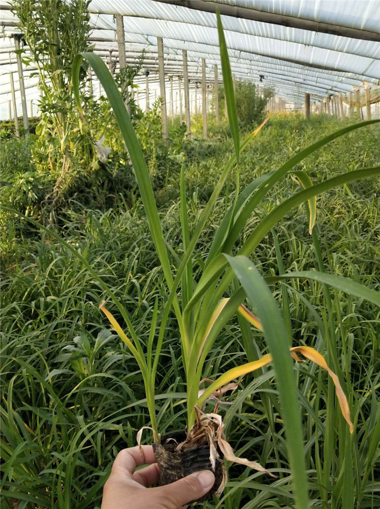 大花萱草小苗 大花萱草小苗批发 报价优惠