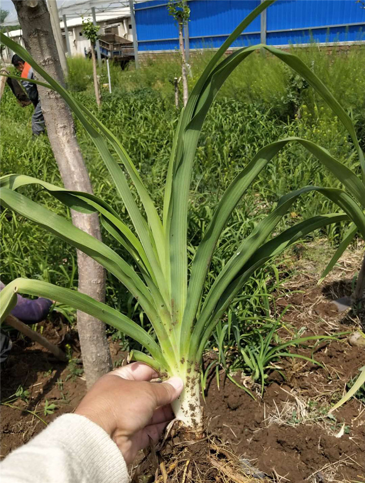大花萱草小苗价格 青州草花基地 山东大花萱草小苗