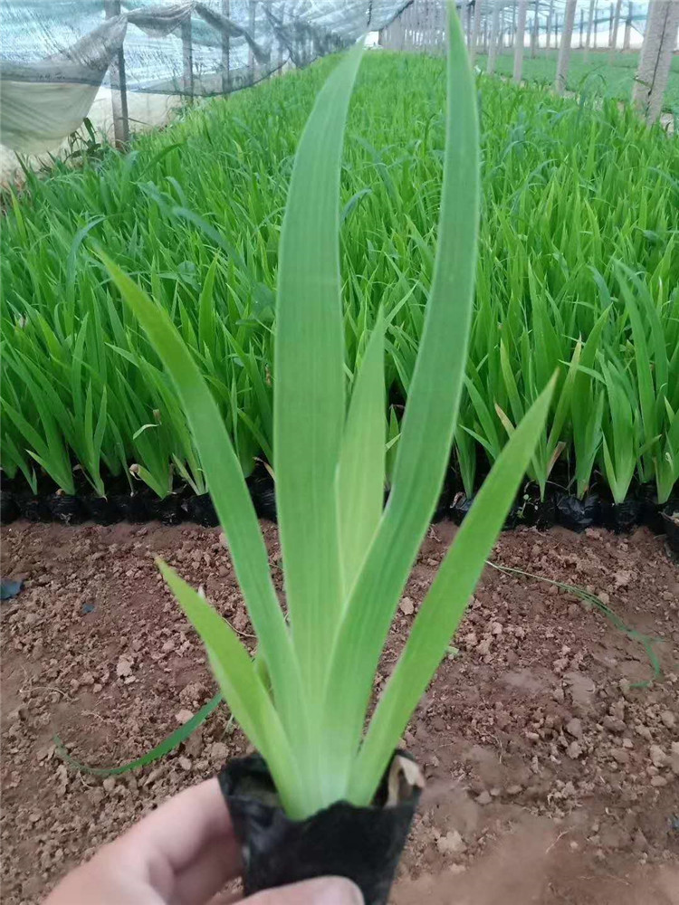水生鸢尾种植基地 青州水生鸢尾 量大优惠