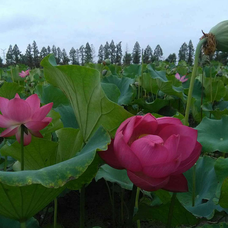 量大优惠 荷花苗 青州荷花报价