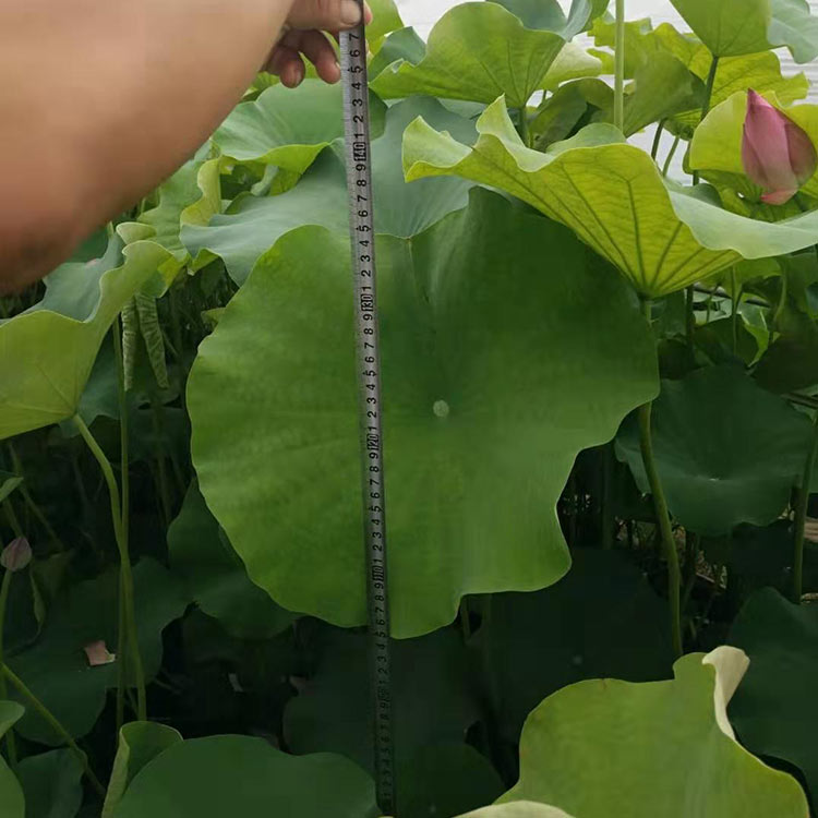 花海优良品种 荷花 山东荷花种植基地
