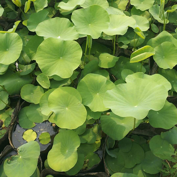 荷花苗价格 价格从优 山东荷花苗
