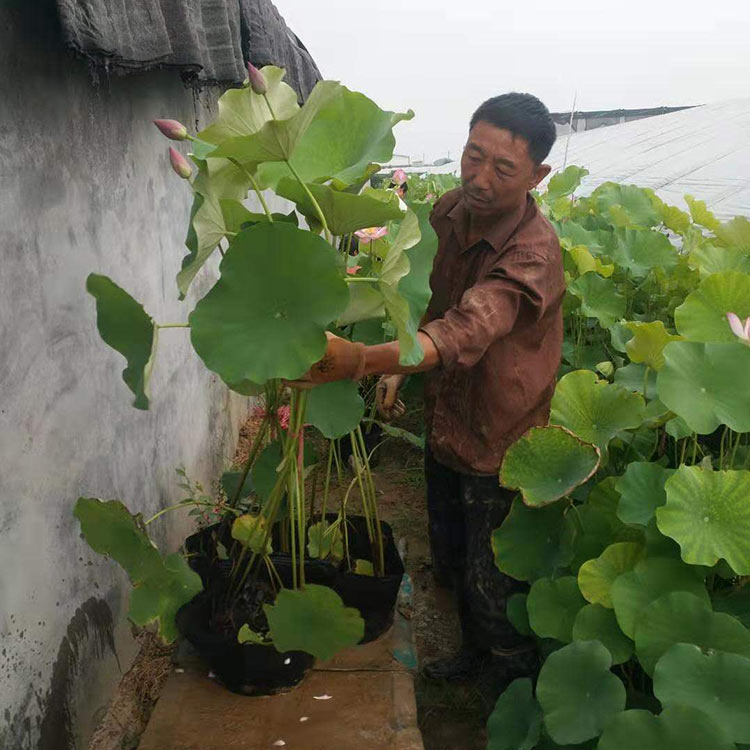 荷花苗批发 我苗圃批发 青州荷花苗