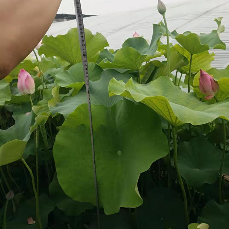 荷花苗价格 量大优惠 青州荷花苗