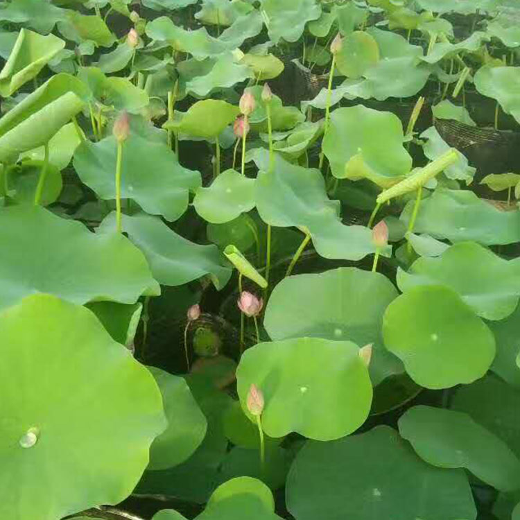 价格从优 荷花苗 青州荷花直销