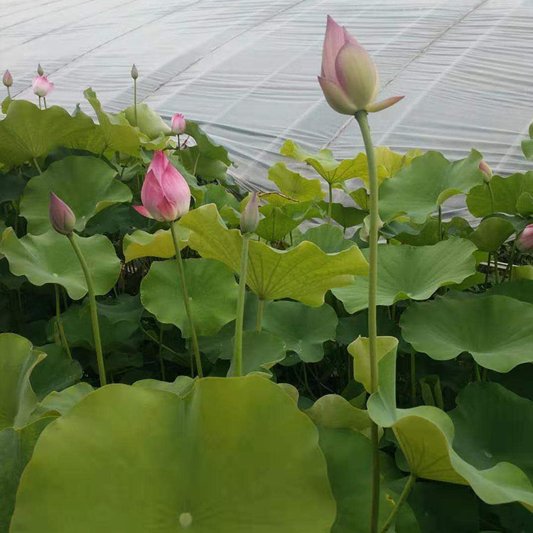 荷花批发 花海优良品种 山东荷花苗