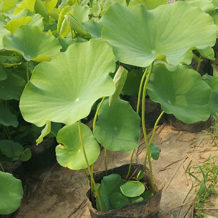 我苗圃批发 荷花苗 山东荷花苗供应
