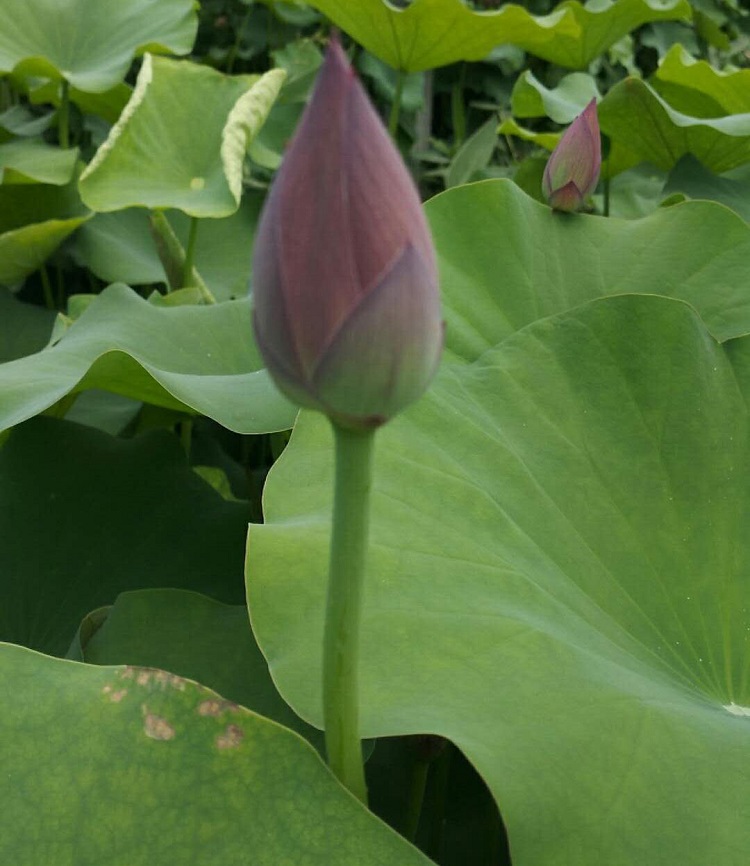 我苗圃批发 荷花苗 青州荷花苗价格
