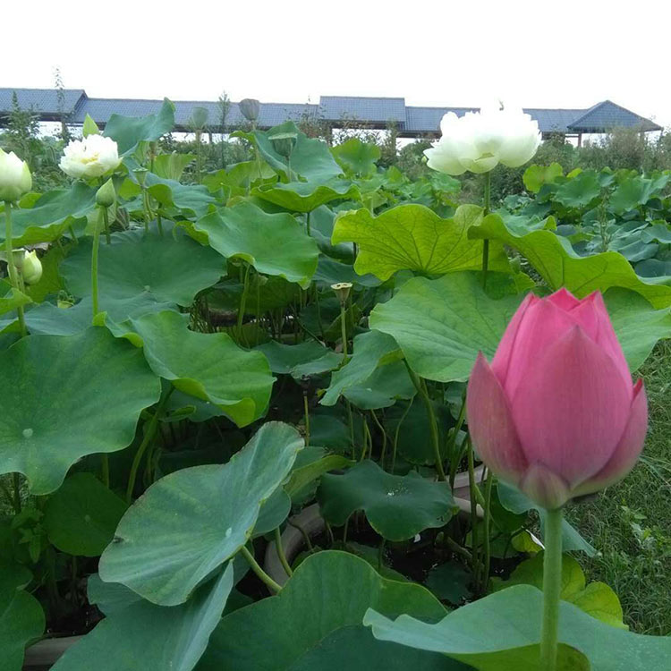 荷花价格 我苗圃批发 山东荷花