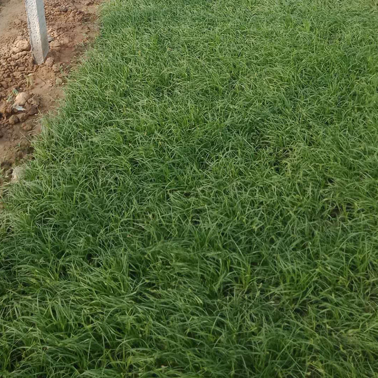 青绿苔草小苗批发价格