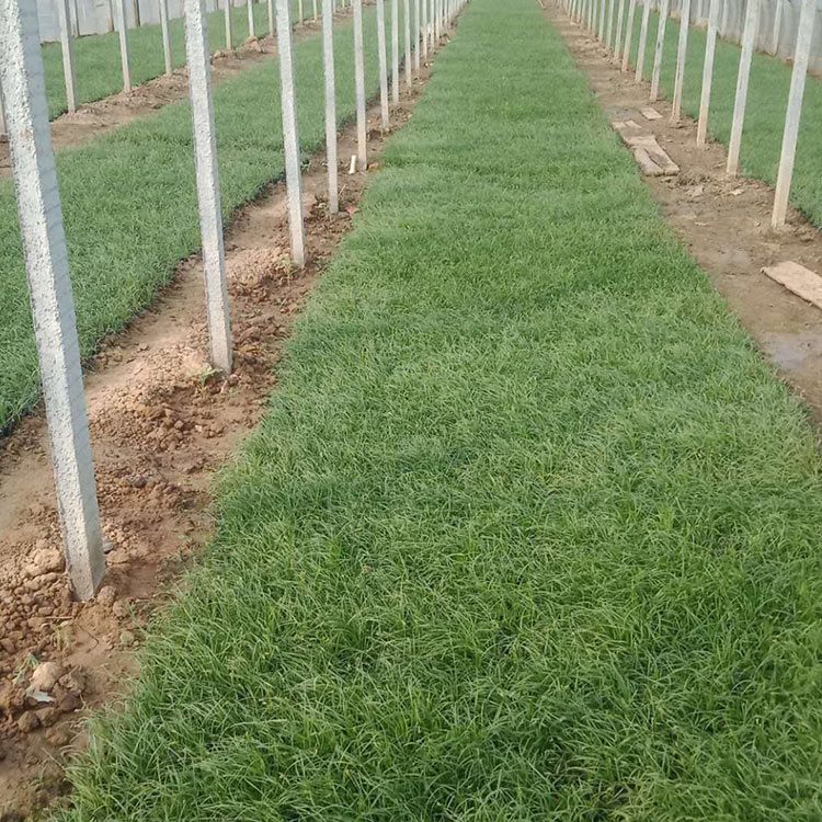 价格从优 青绿苔草供货商 山东青绿苔草