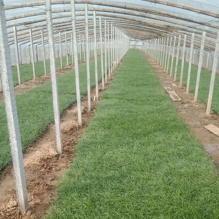 物美价廉 青绿苔草小苗价格 山东青绿苔草小苗