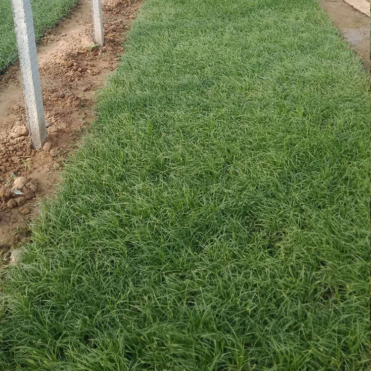 青绿苔草批发价格 山东青绿苔草 基地供应