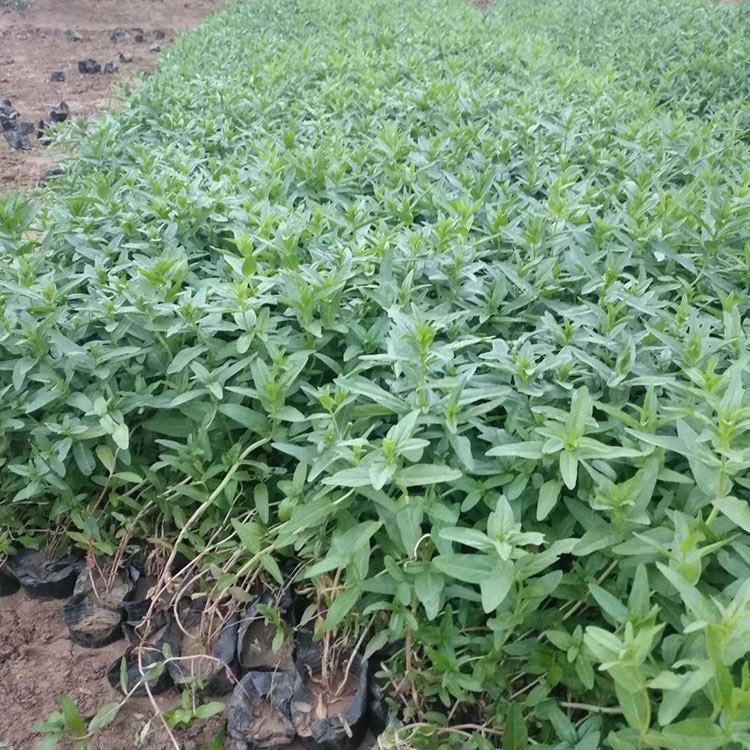 苗圃供应 千屈菜价格 青州千屈菜