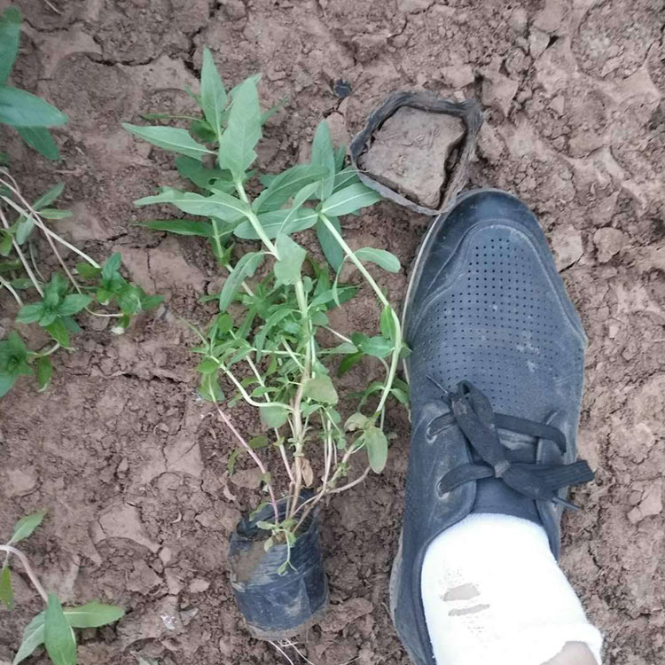 基地种植 千屈菜行情 山东千屈菜