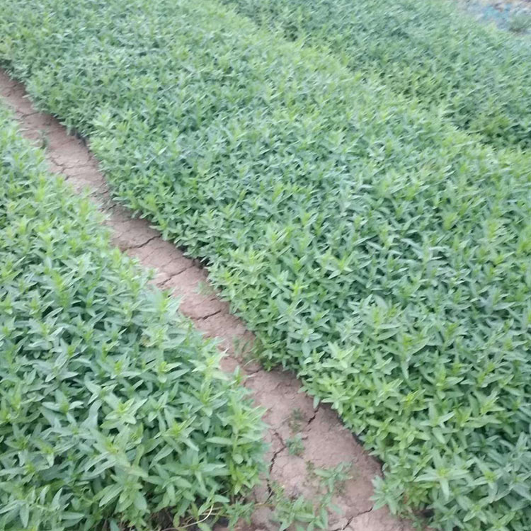 千屈菜批发商 价格实惠 山东千屈菜