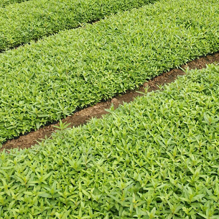 千屈菜 价格实惠 山东千屈菜批发