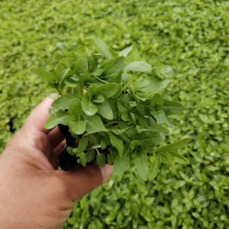 价格实惠 千屈菜批发 青州千屈菜
