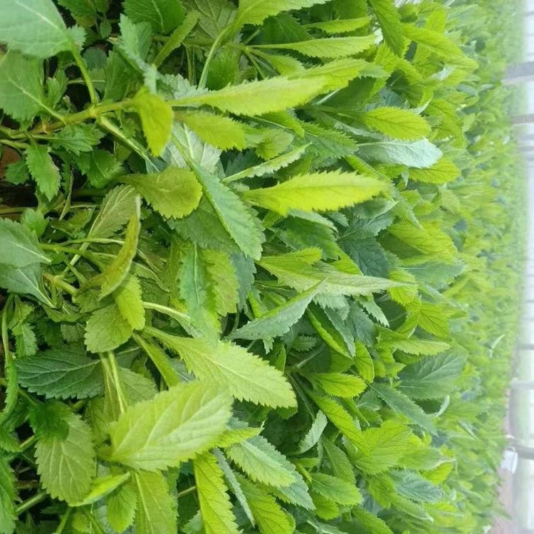 马鞭草价格  马鞭草批发