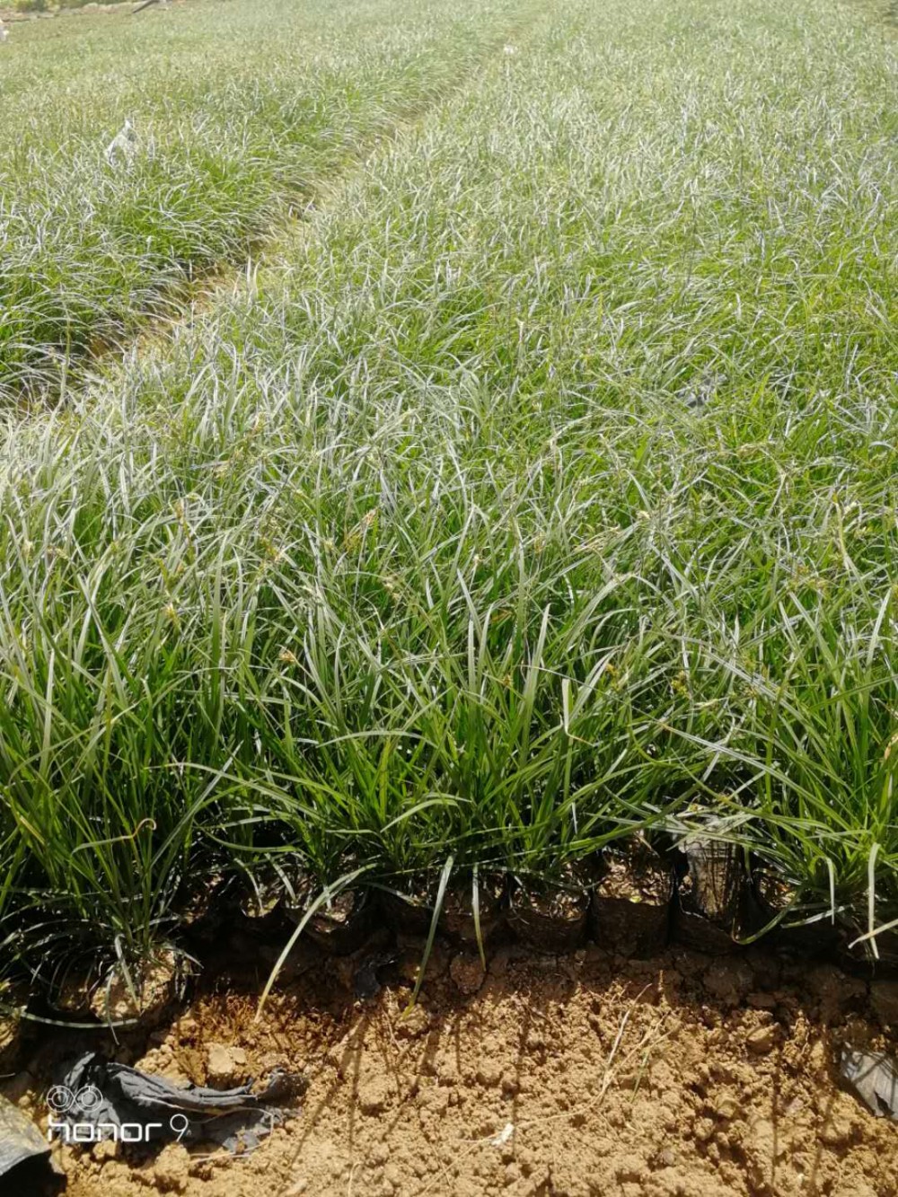 青绿苔草批发  青绿苔草价格