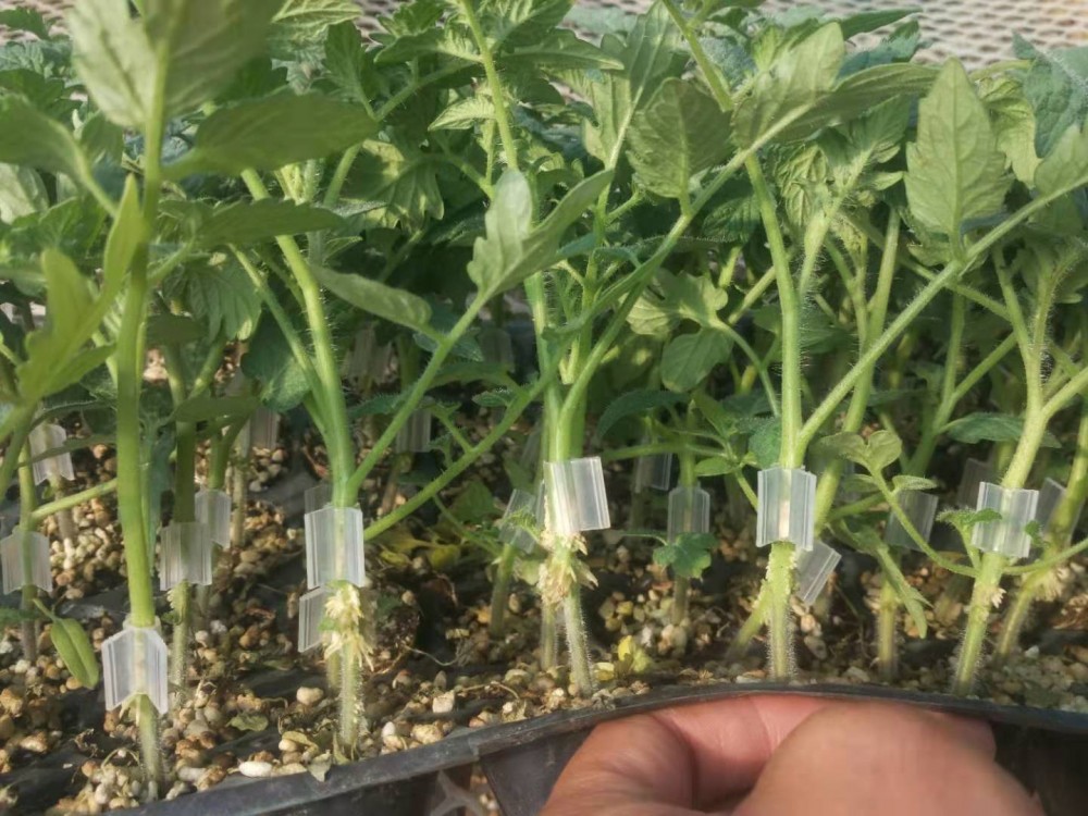 西红柿苗越夏耐高温抗病抗死颗抗线虫