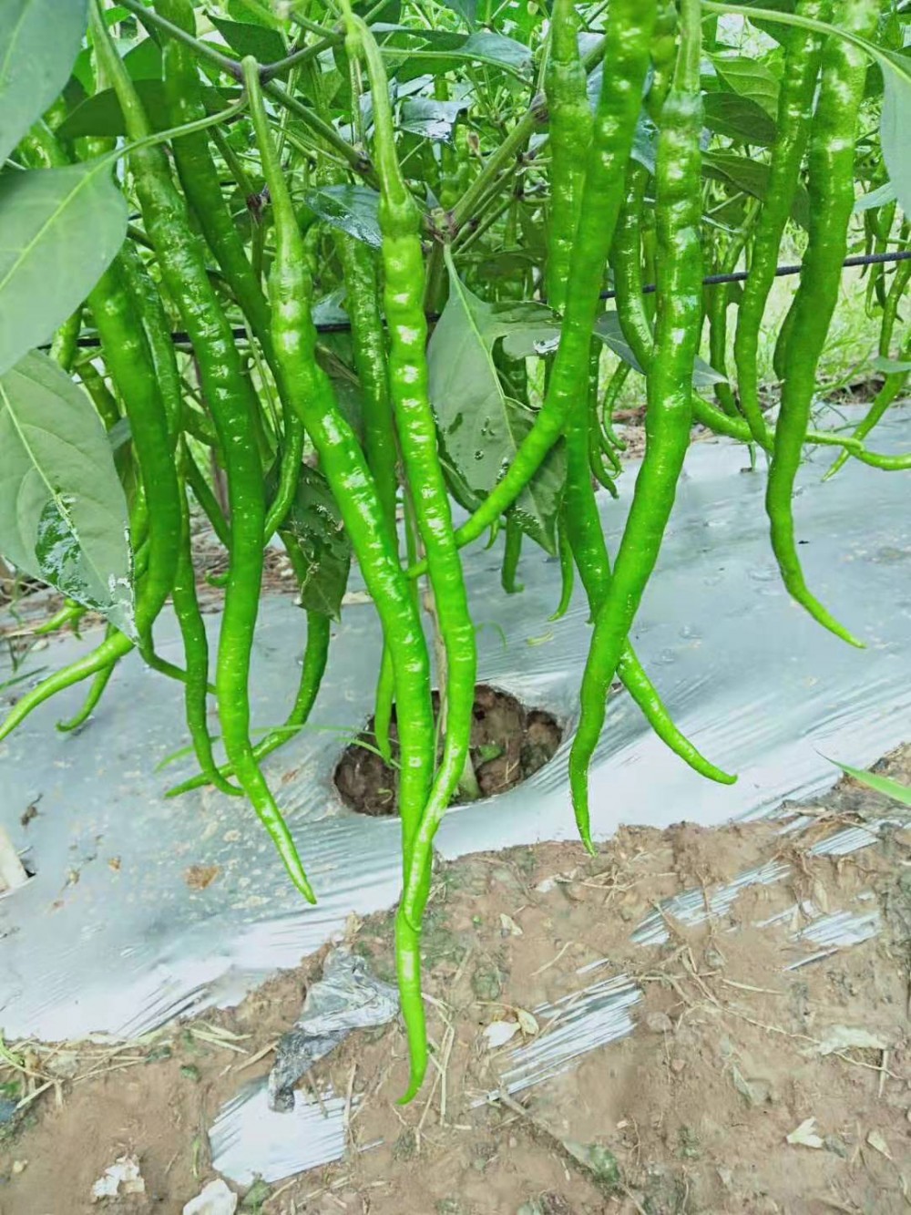 线椒长线椒
