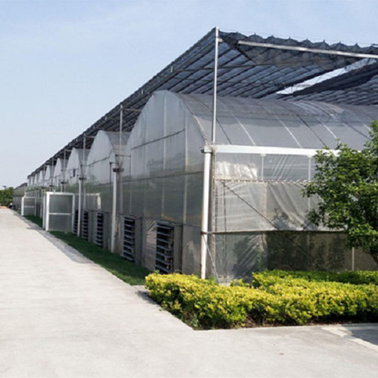 温室工程公司 薄膜连栋温室 山东薄膜连栋温室