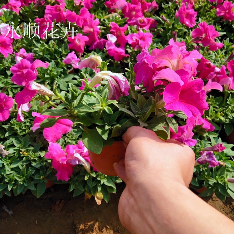 矮牵牛 花海花卉矮牵牛 基地直供开花多色矮牵牛 矮牵牛价格