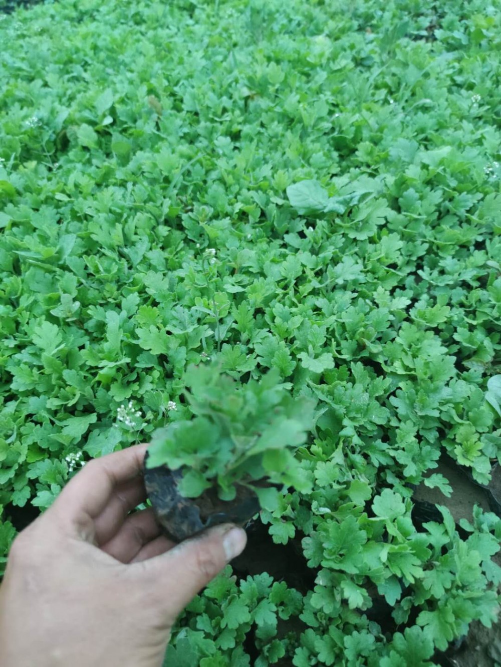 基地 种植天人菊 批发天人菊 价格