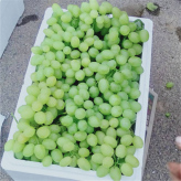 耐运输 品相好葡萄 温室种植葡萄 种植基地采摘