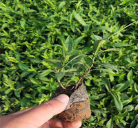 紫苑紫苑报价紫苑批发山东紫苑苗木基地