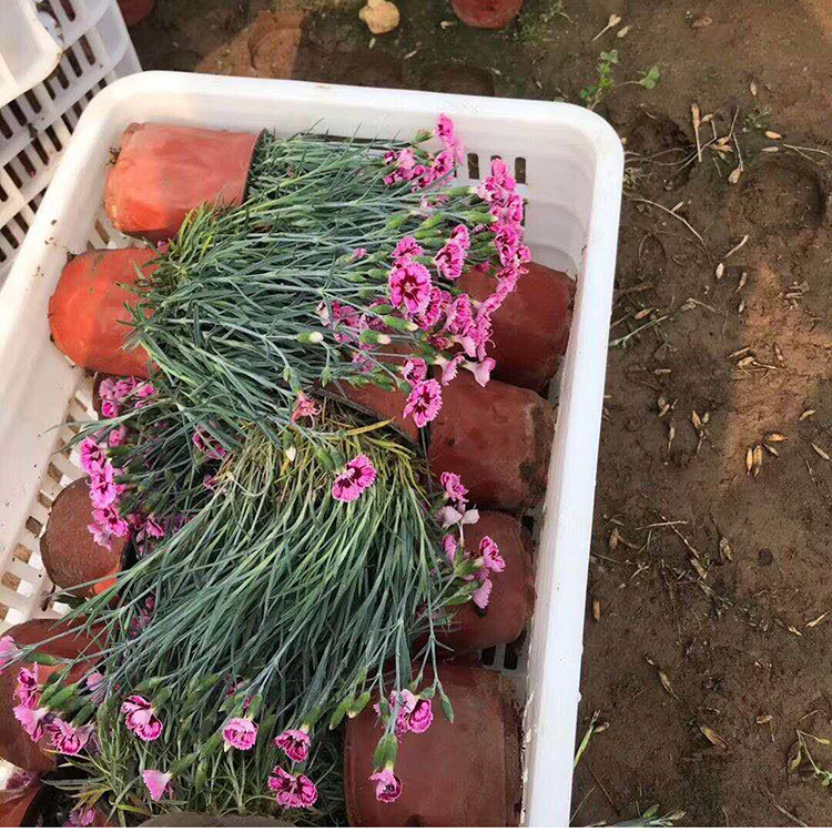 彩虹石竹批发商 观赏彩虹石竹基地直销 保质保量