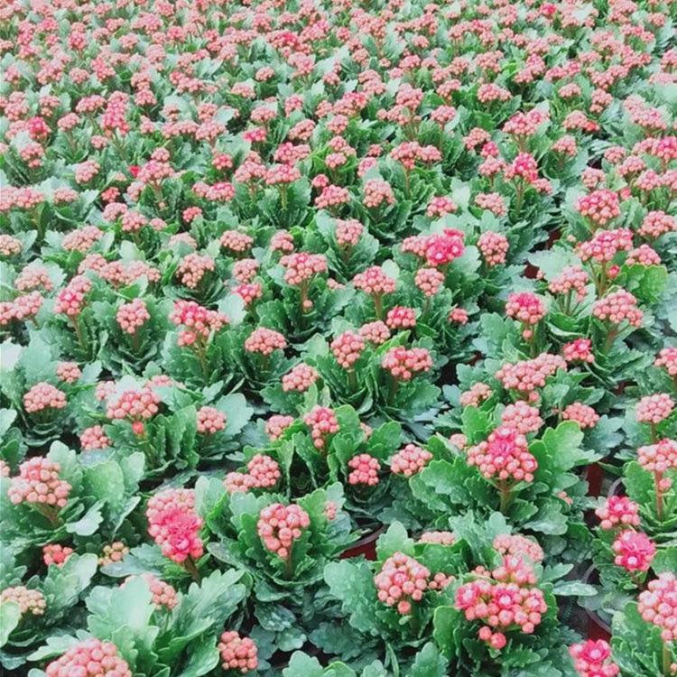 长寿花批发商 我苗圃批发 长寿花