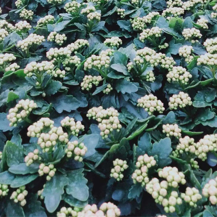 长寿花批发 华彬花卉 长寿花种苗