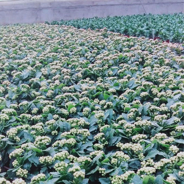 长寿花 山东长寿花 长寿花基地直供