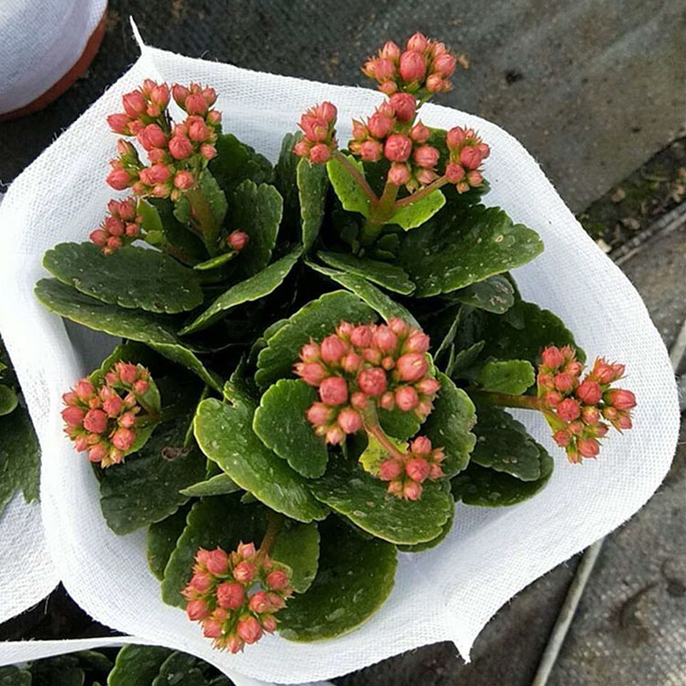 直销长寿花 长寿花小苗 山东长寿花