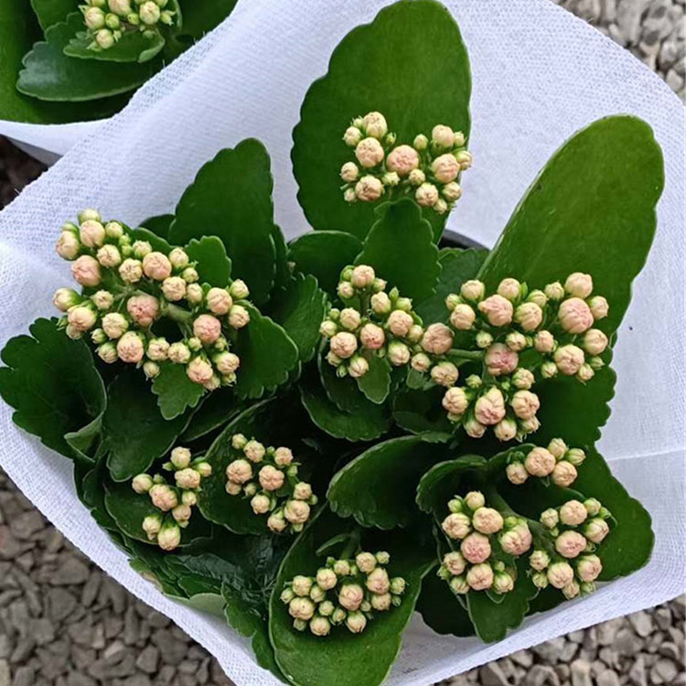 长寿花小苗 山东长寿花 直销长寿花 我苗圃批发