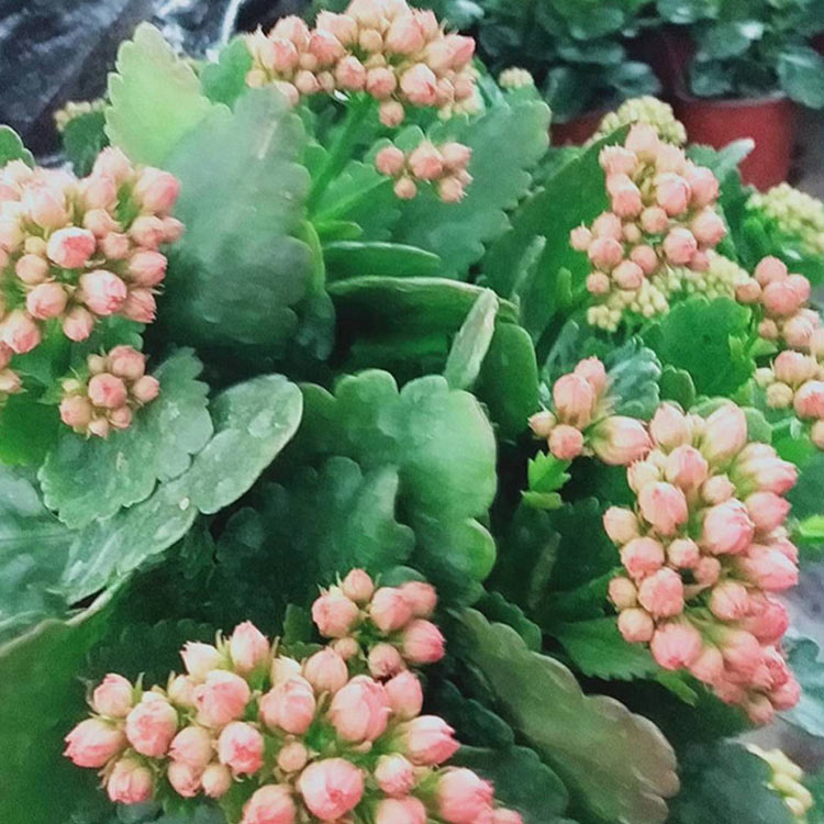 开春推荐 长寿花小苗 青州长寿花 直销长寿花